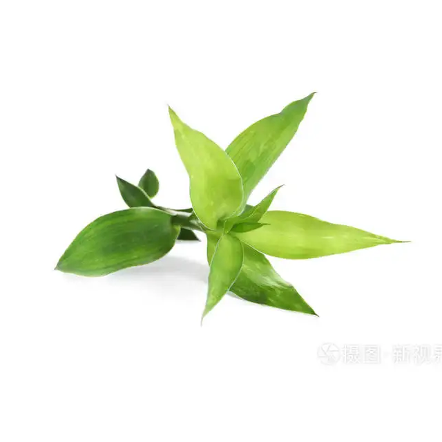 Bambusblatt-Extrakt-Pulver Bambusblatt-Flavonoid 24%